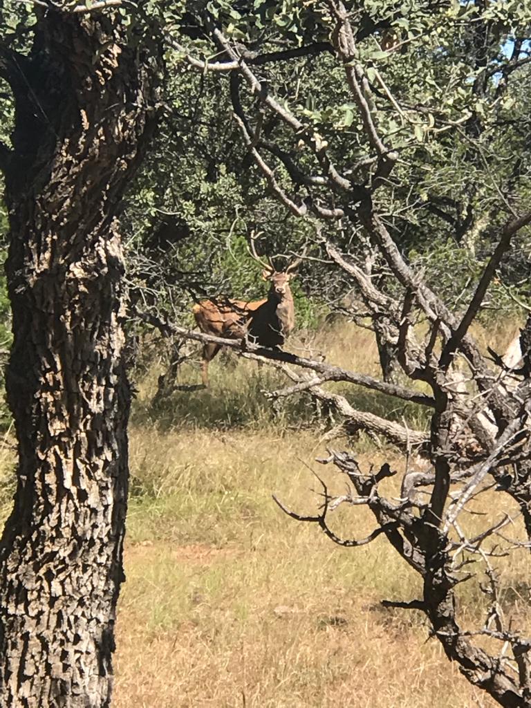 Hogs_and_exotics_Chihuahua_Mountain_Outfitters_06