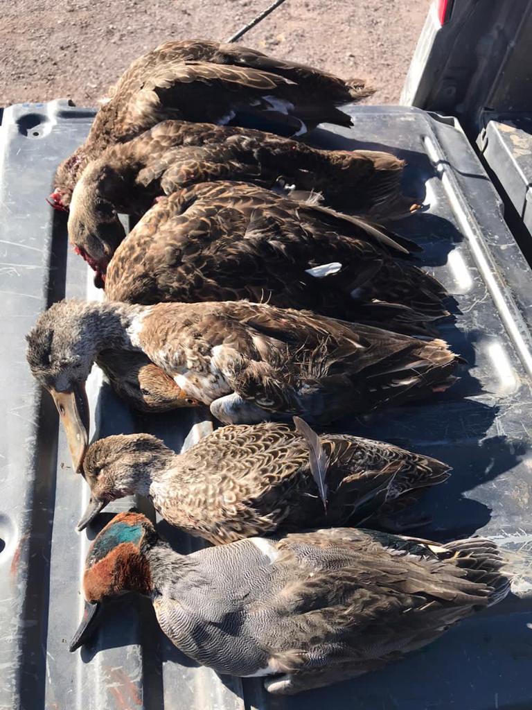 chihuahua-outfitters-07