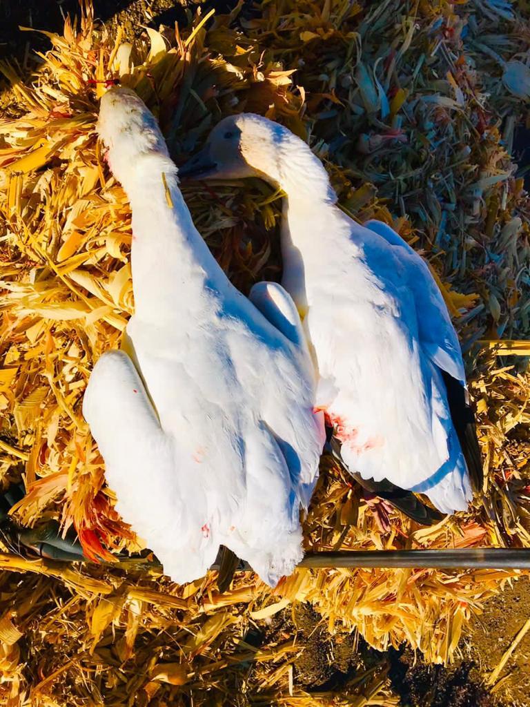 chihuahua-outfitters-23