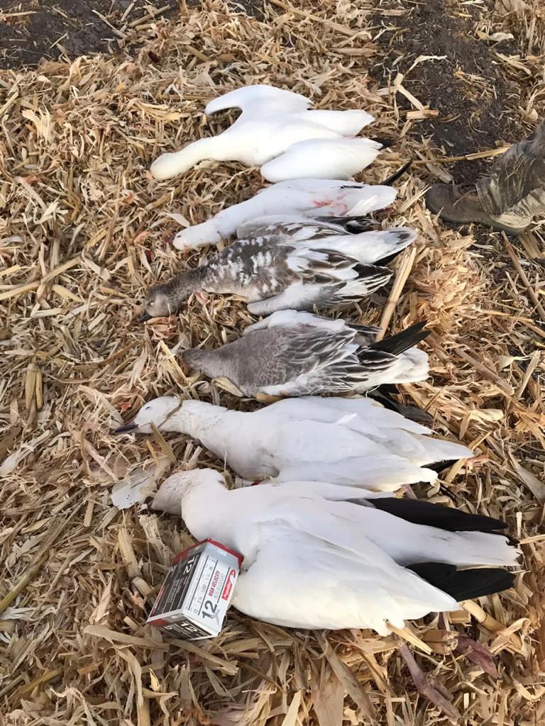 chihuahua-outfitters-28