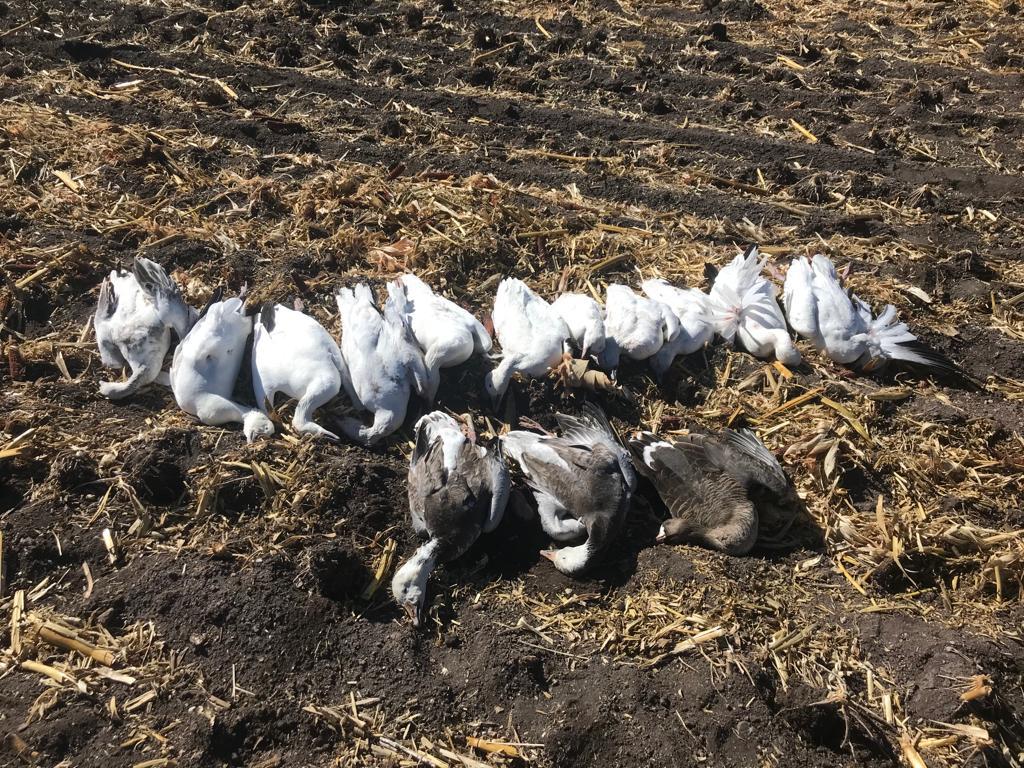 chihuahua-outfitters-32