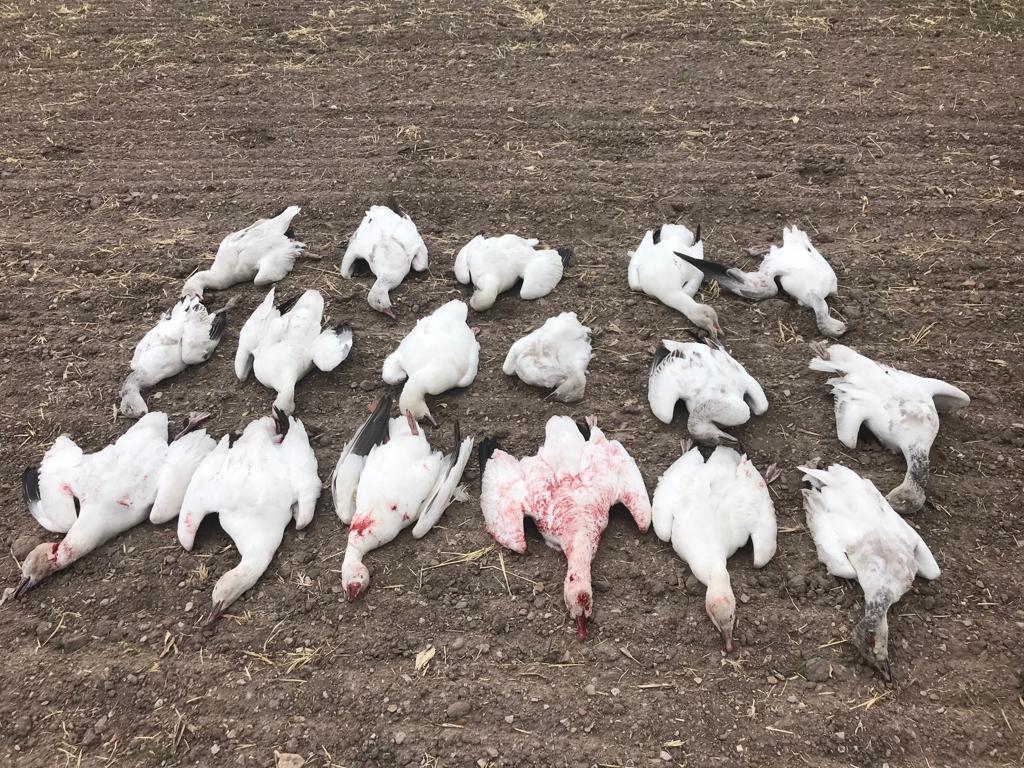 chihuahua-outfitters-35