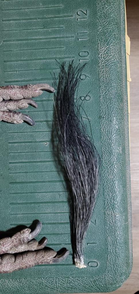 chihuahua_mountain_outfitters_turkey_26