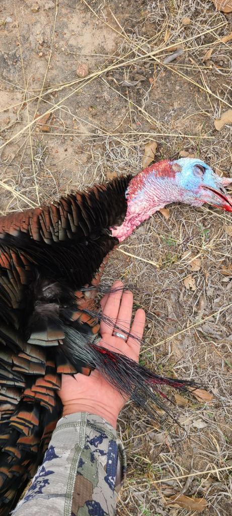 chihuahua_mountain_outfitters_turkey_27