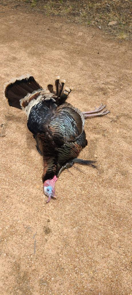 chihuahua_mountain_outfitters_turkey_29